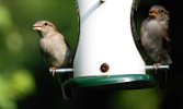 IMG_1034c 