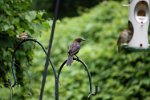 IMG_2078 