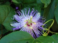 IMG 0006c